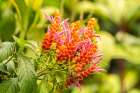 Caribbean-Trinidad-Asa Wright Nature Center Orange and pink flower blossoms Art Print